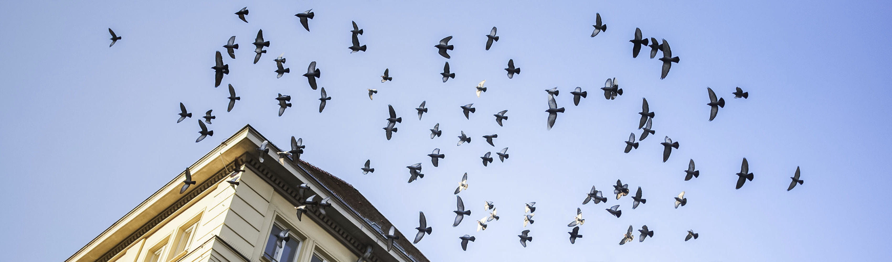 Wirtschaftsstrafrecht – bundesweite Vertretung durch FFPV Rechtsanwälte